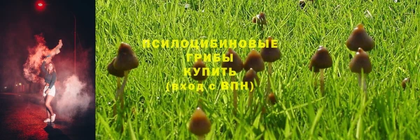 шишки Белокуриха