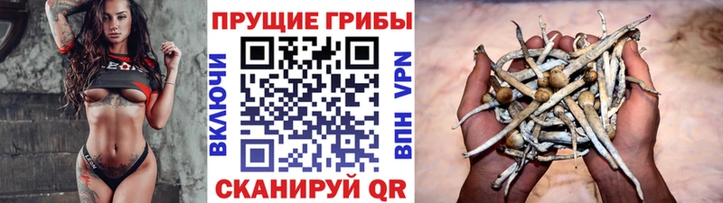 нарко площадка официальный сайт  Кольчугино  Галлюциногенные грибы Psilocybe  мега вход 